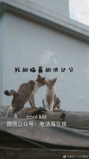 我的猫真的很过分